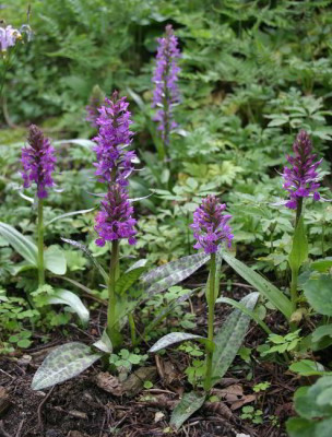 IMG_1362_eDactylorhiza_Saemlinge.JPG