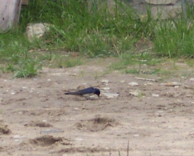 Schwalbe1.jpg