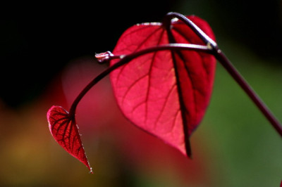 Cercis-Juni06-01.jpg