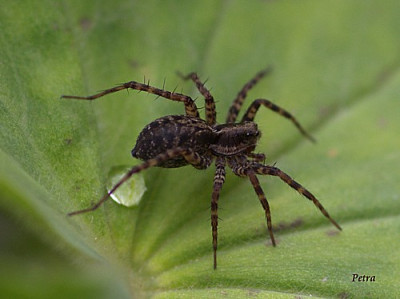 Spinne_1.JPG
