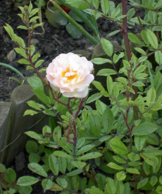 20040604__ghislaine_de_feligonde.jpg