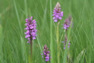 Knaben-Juni06-01.jpg