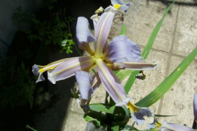 100_0171_Iris_setosa_von_Juhr.jpg