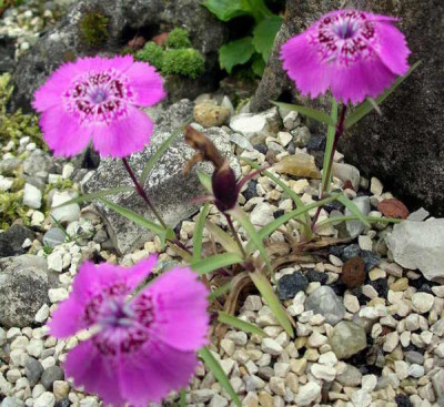Dianthus_callizonus_2006-06-04.JPG