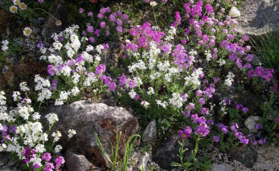 Erinus_alpinus_2006-06-03.JPG