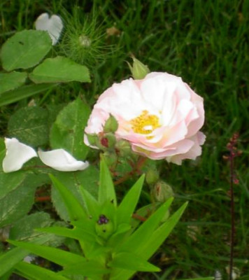 20040604_felizia.jpg
