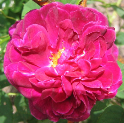 Rosa_unbekannt_20060604_01.jpg