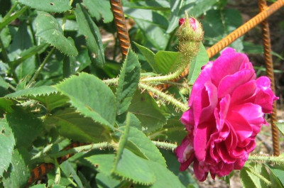 Rosa_unbekannt_20060604_02.jpg