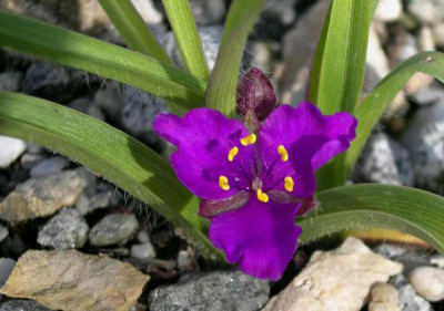 Tradescantia_longipes_2006-06-03.JPG