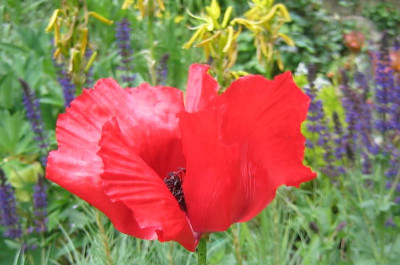 Papaver_orientalis_20060604.jpg
