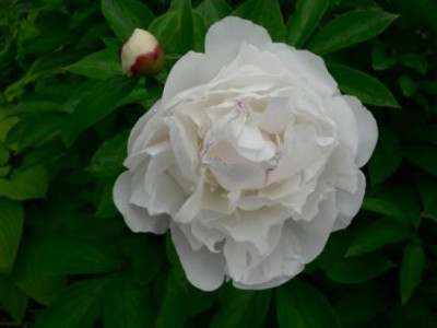 Paeonie_weiss.JPG