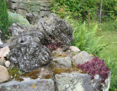 Sempervivum_20060604.jpg