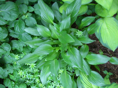 Lancifolia_30.05.2006_11-15-27_0031.JPG
