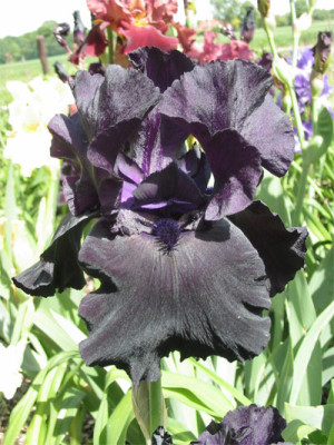 182-8259a_IMG.jpg