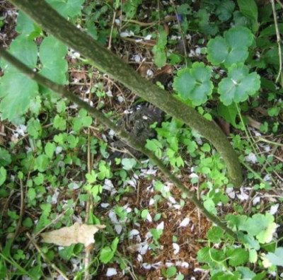 zwei_Goldregenstammchen_07836.jpg