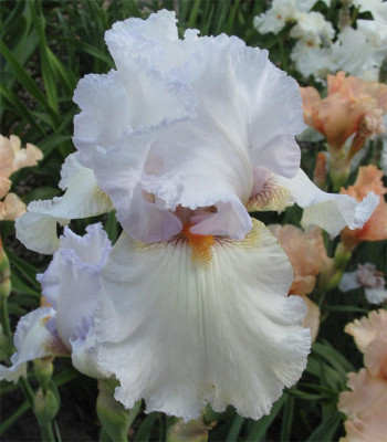 182-8263a_IMG.jpg