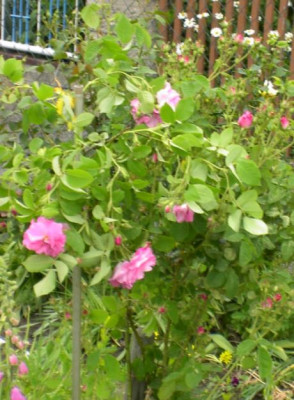 20040604_celsiana.jpg