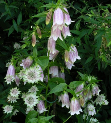Campanula_und_Astrantia_k.jpg