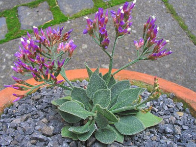 Limonium_prauxii_fars.jpg
