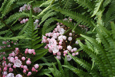 kalma_latifolia_5269.jpg