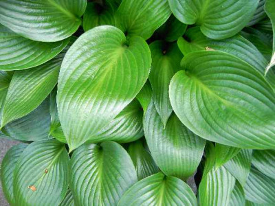 5.6..06._Hosta_Devon_Green__I_001.JPG