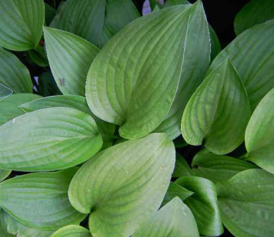 5.6..06._Hosta_Rim_Rock_I_003.JPG