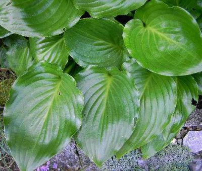 5.6..06._Hosta_Invincible_I_007.JPG