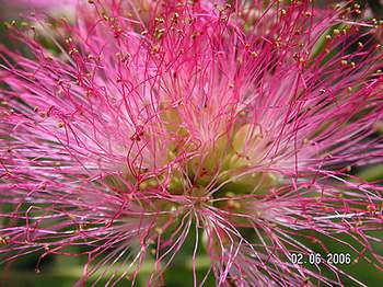 pink01.jpg