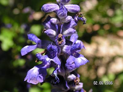 violett01.jpg