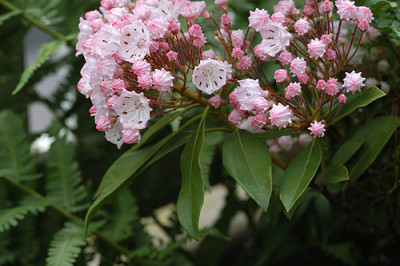 kalma_latifolia_5271.jpg