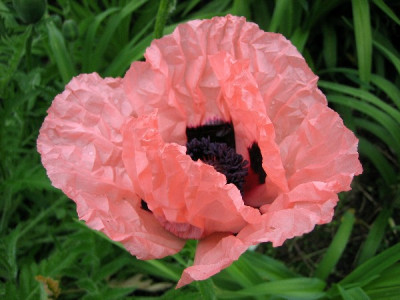 Papaver_orientale_rosa_1_0741.JPG