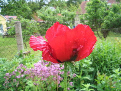 Beauty_of_Livermere_06_06_05.jpg
