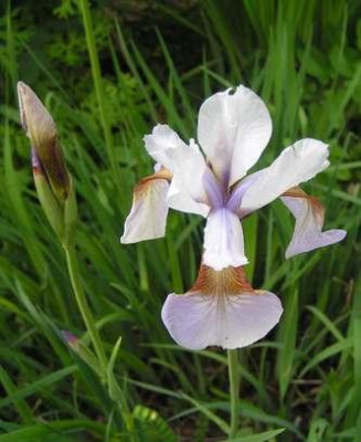 Iris_sibirica_alba_brown.jpg