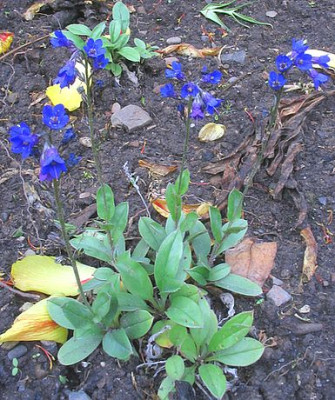 Pseudomertensia_primuloides.jpg