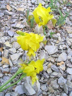 Iris_variegata_Marburg.jpg
