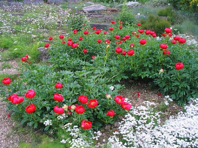 Paeonia_peregrina_Marburg.jpg