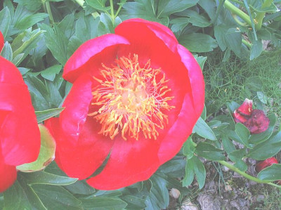 Paeonia_peregrina_Bluete.jpg
