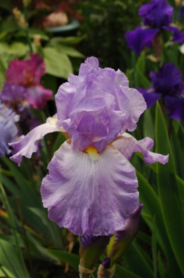 A0080_Large.JPG