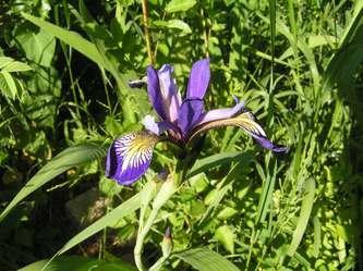 Iris_sp1.jpg