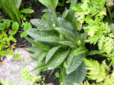Dactylorhiza_spaet.JPG