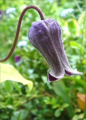 Clematis_hirsutissima.jpg