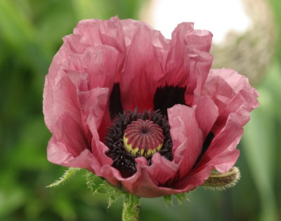 papaver_orientalis_pattys_plum_3445.jpg