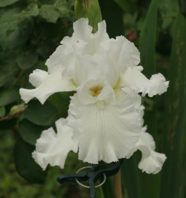 iris_welche_3449.jpg