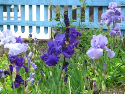 Blaue_Iris_1.jpg