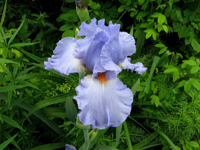 Iris_blau1.jpg