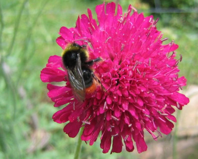 Knautia_makedonia_20060604.jpg