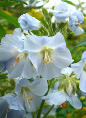 Polemonium_Idylle..jpg