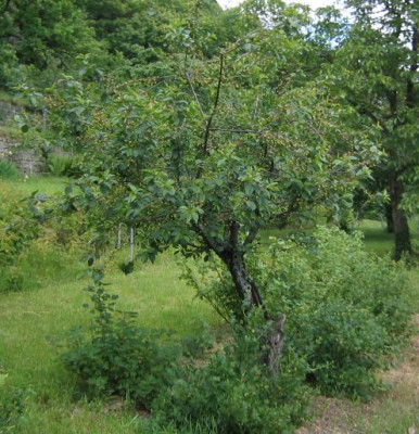 Sauerkirsche__20060604.jpg