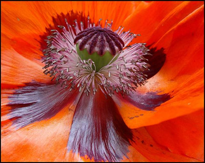 Orientmohn.jpg