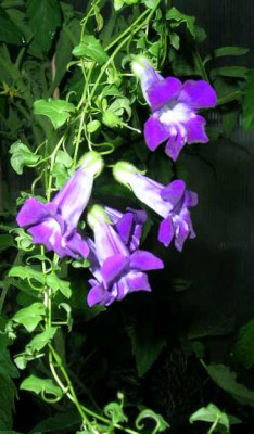 Asarina_scandens_..._b.jpg